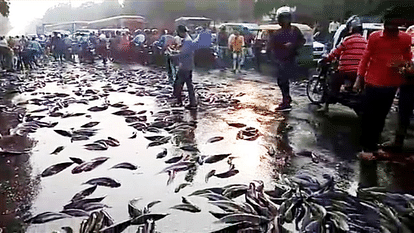 full of fish truck overturns in kanpur crowd start collecting fish and traffic jam will be start