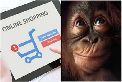 monkey do online shopping from girl mobile at chinese zoo