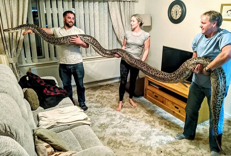 man-keeps 18ft python
