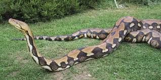 man-keeps 18ft python