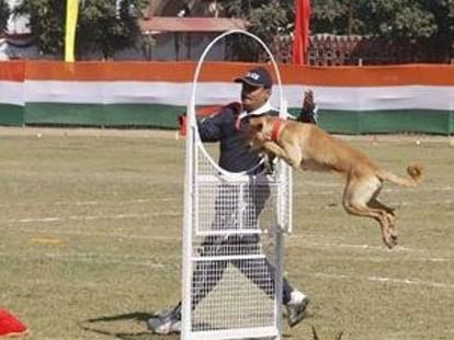 uttarakhand police hire indian street dogs as Part Of Dog Squad