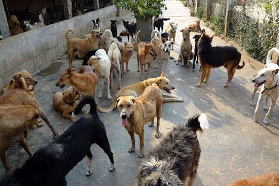 know the story of Billionaire Dogs were found in panchot village near mehsana district