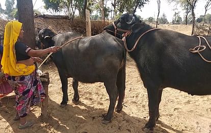 in chambal people are kidnapping buffaloes