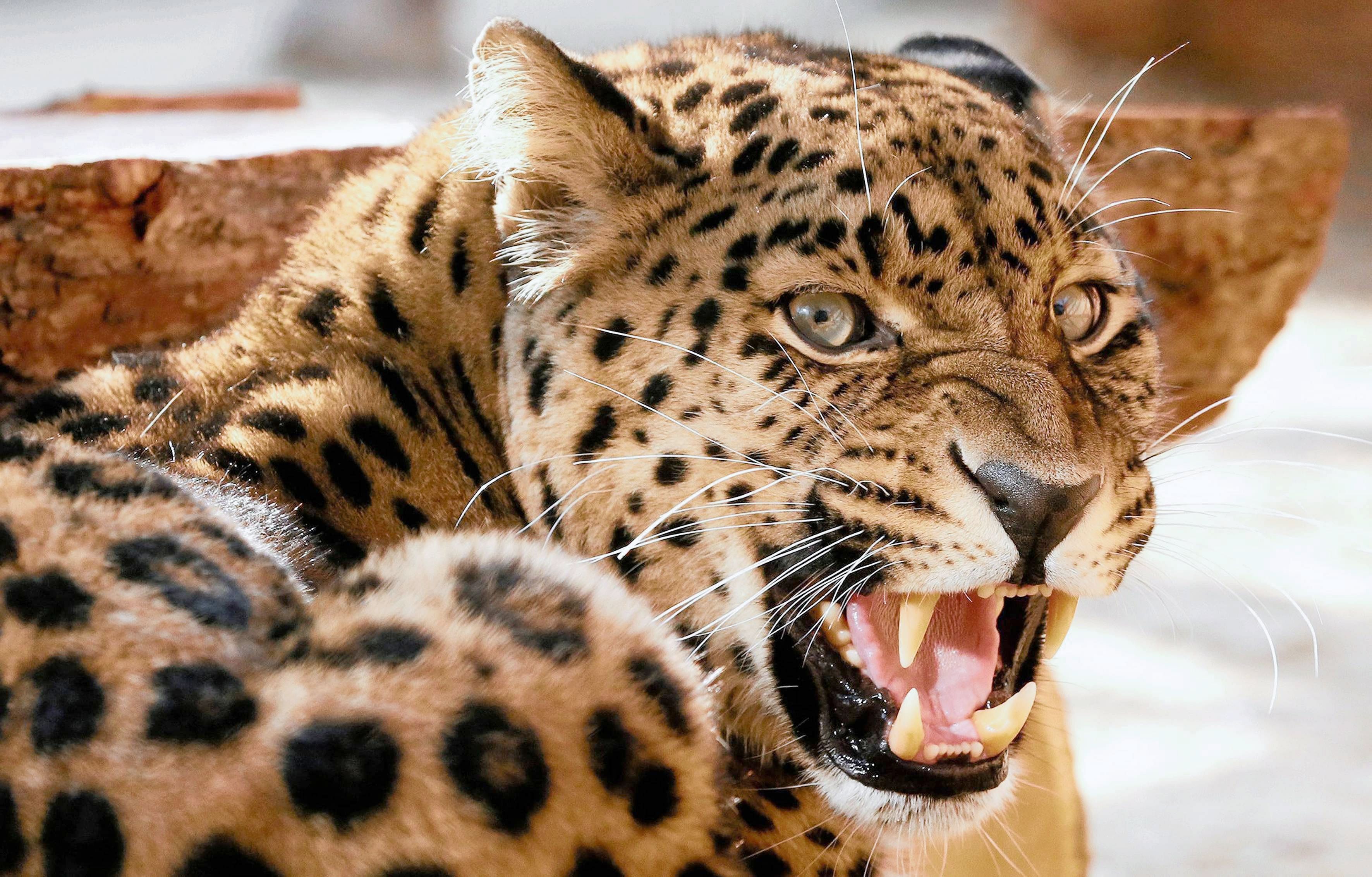leopard porcupine fight video gone viral