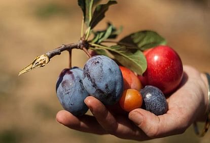 unique tree that produces 40 varieties of fruits