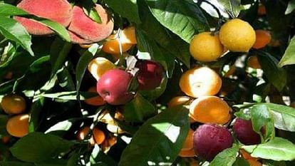 unique tree that produces 40 varieties of fruits