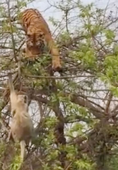 viral video of monkey defeat tiger