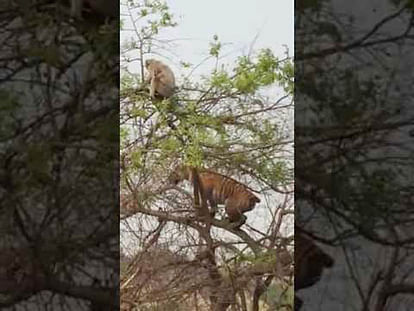 viral video of monkey defeat tiger