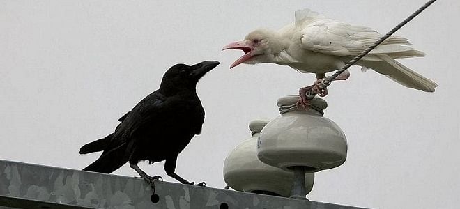 white crow showing in madhya pradesh and become subject of curiosity and know how it become black