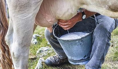 Russian dairy farmers gave cows VR goggles for boost milk output