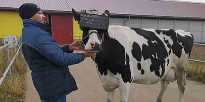 Russian dairy farmers gave cows VR goggles for boost milk output