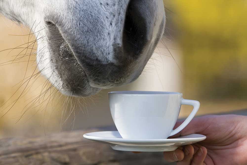 uk police horse start a day with a with cup of tea
