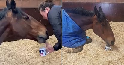 uk police horse start a day with a with cup of tea