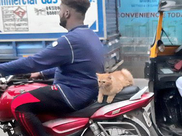 viral photo of cat rides on bike