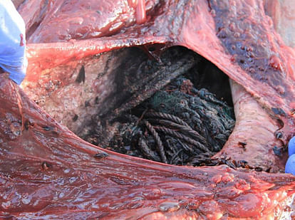 100 kg plastic found inside the stomach