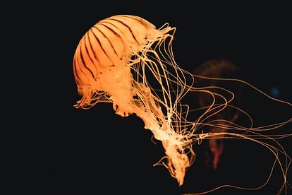 most mysterious creature in world immortal jellyfish has no brain who never die