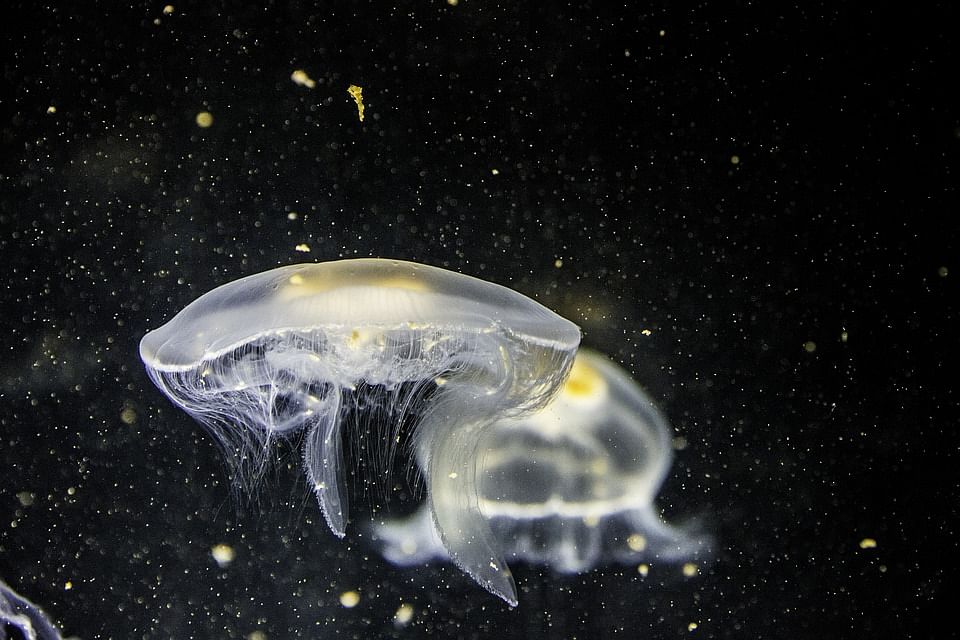 know the story of most mysterious creature in world immortal jellyfish has no brain who never die