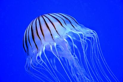 most mysterious creature in world immortal jellyfish has no brain who never die