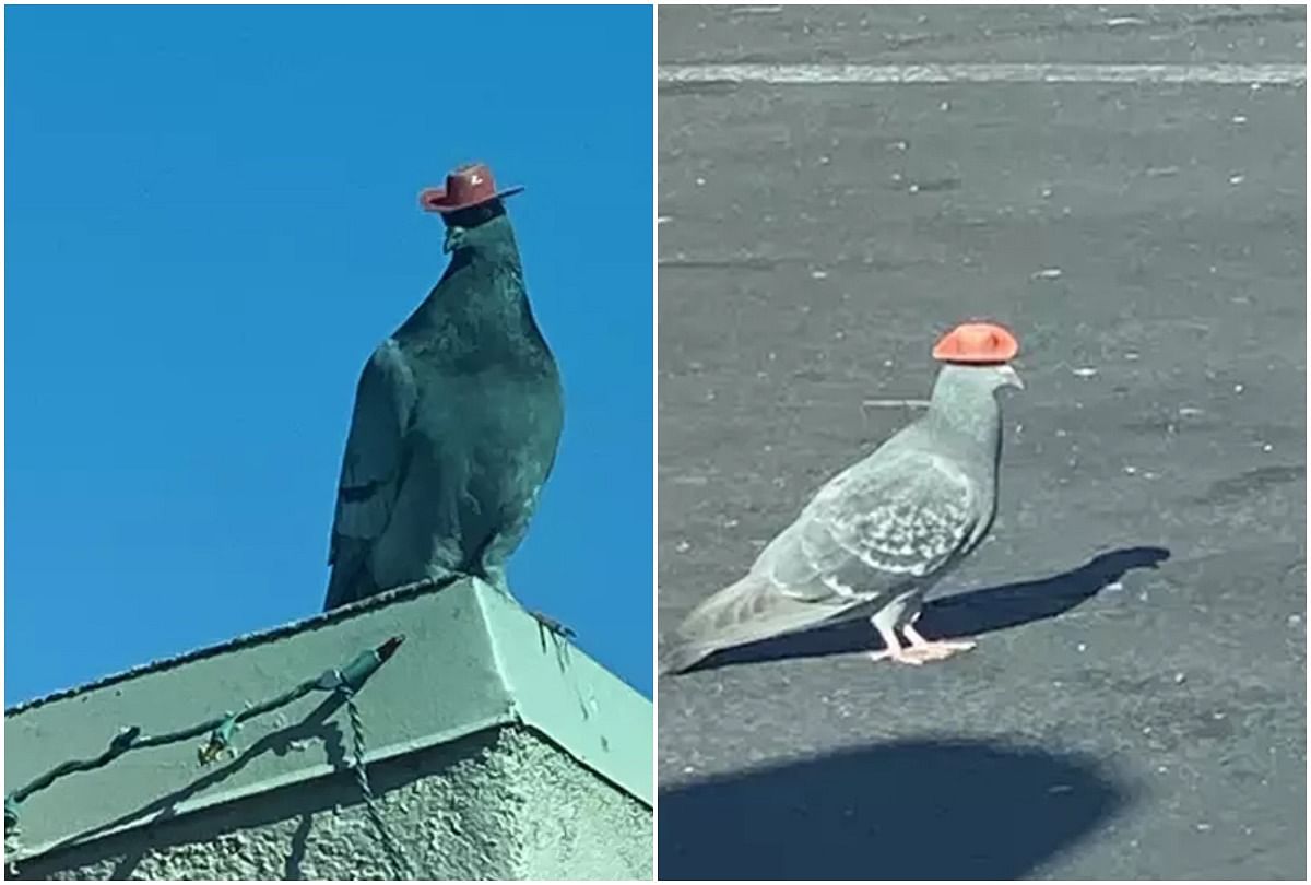 viral video of pigeons wearing tiny cowboy hats