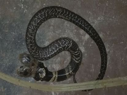 Two headed snake found in west bengal