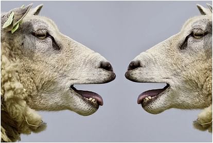 Sheep (प्रतिकात्मक तस्वीर)