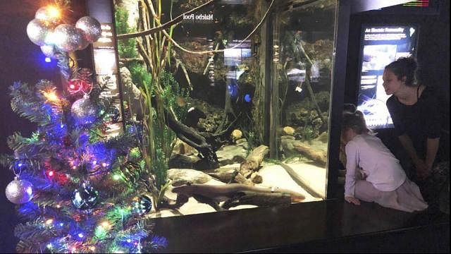 viral video of electric eel lights up christmas tree in aquarium