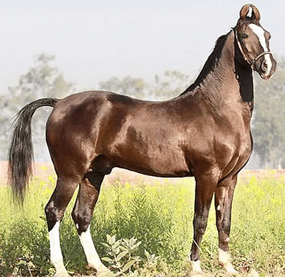 shaan marwari horse price worth 10 crore running speed equal to express train