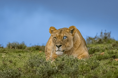 know the story of Blue Eyed Lioness