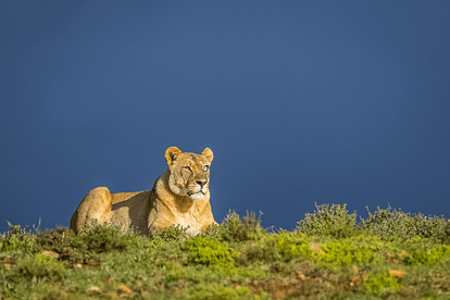 know the story of Blue Eyed Lioness