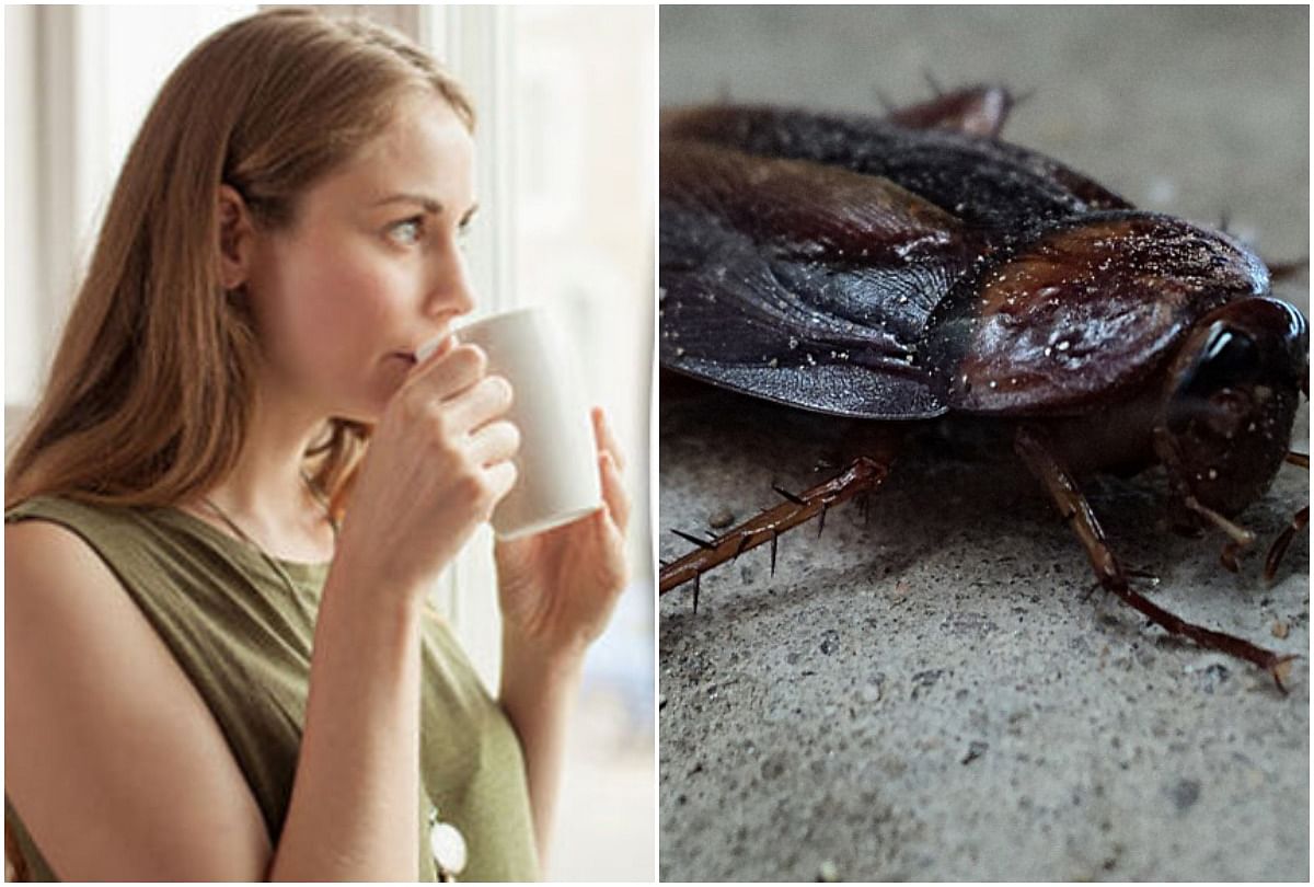 Chinese People Drink Cockroach soup and sharbat there is a special reason behind it