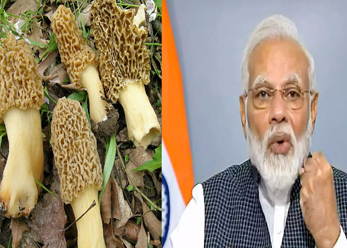 The secret of health of PM Narendra Modi is hidden in this vegetable found on the mountains