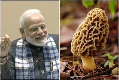 The secret of health of PM Narendra Modi is hidden in this vegetable found on the mountains
