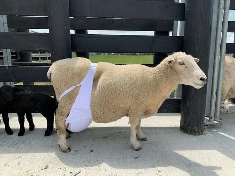 Sheep wear bra goes viral on internet know whats the Reason behind it