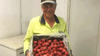 Australian farmer develop Seedless Lychees