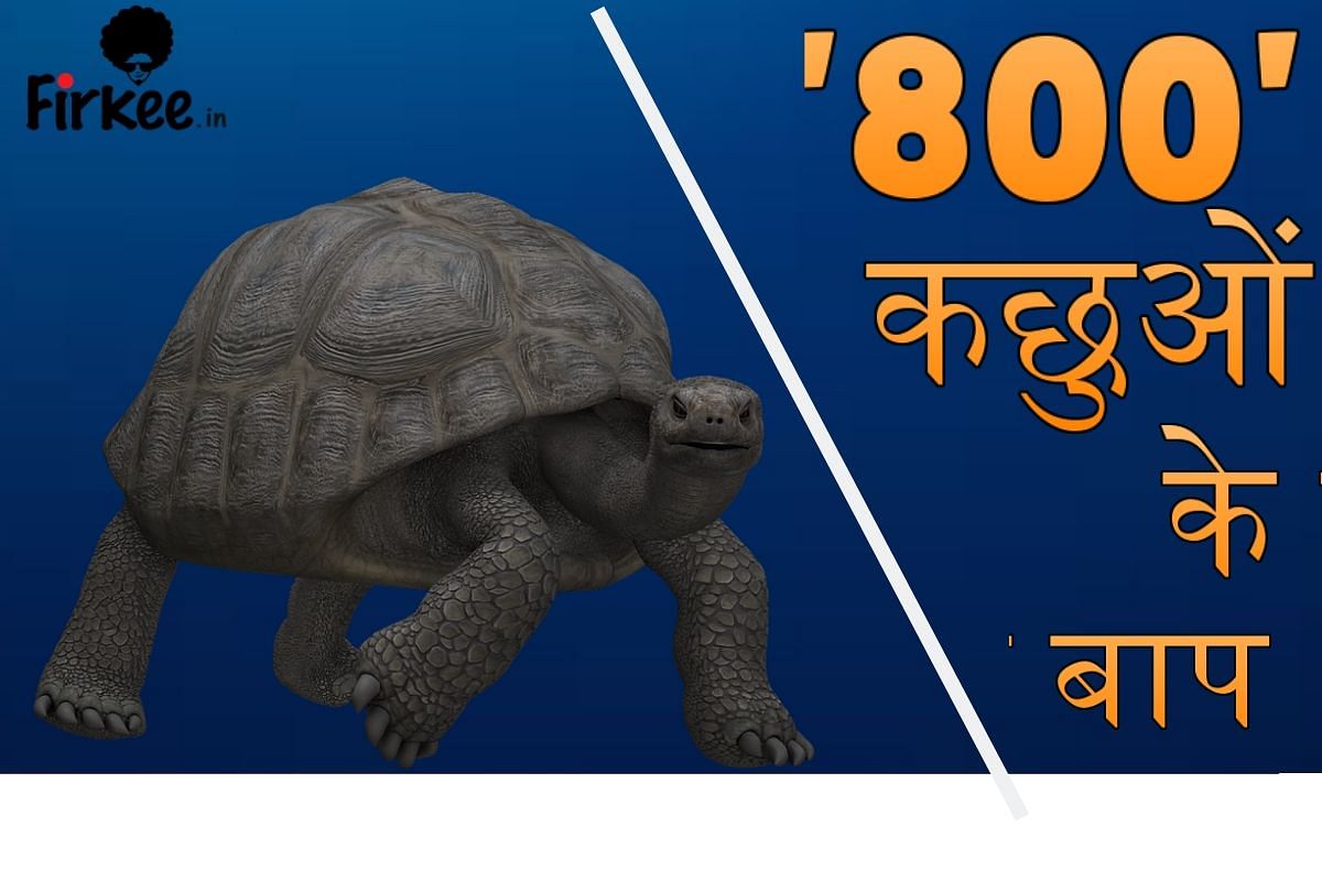 Diego become father of 800 tortoise at aged 100 years and saved his species