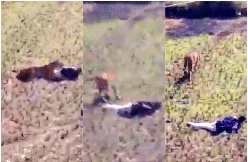 Man plays dead to protect himself from tiger