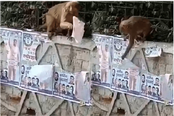 viral video of monkey tear aap party poster