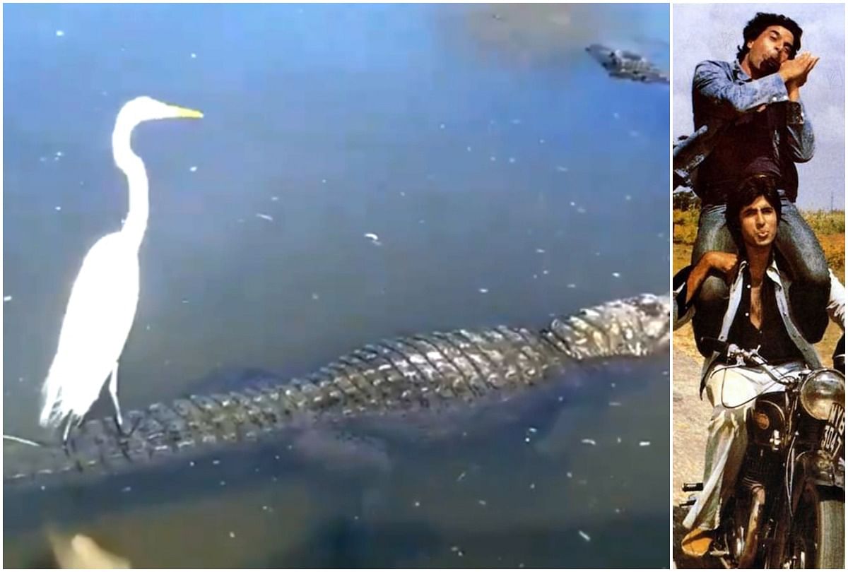 IFS officer shared crocodile and bird friendship video