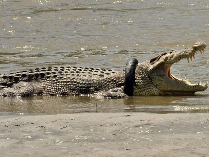 crocodile neck stuck in tyre Indonesia goverment offers reward for rescuing
