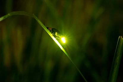 Know the mystery behind firefly why they glow at night