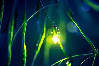 Know the mystery behind firefly why they glow at night