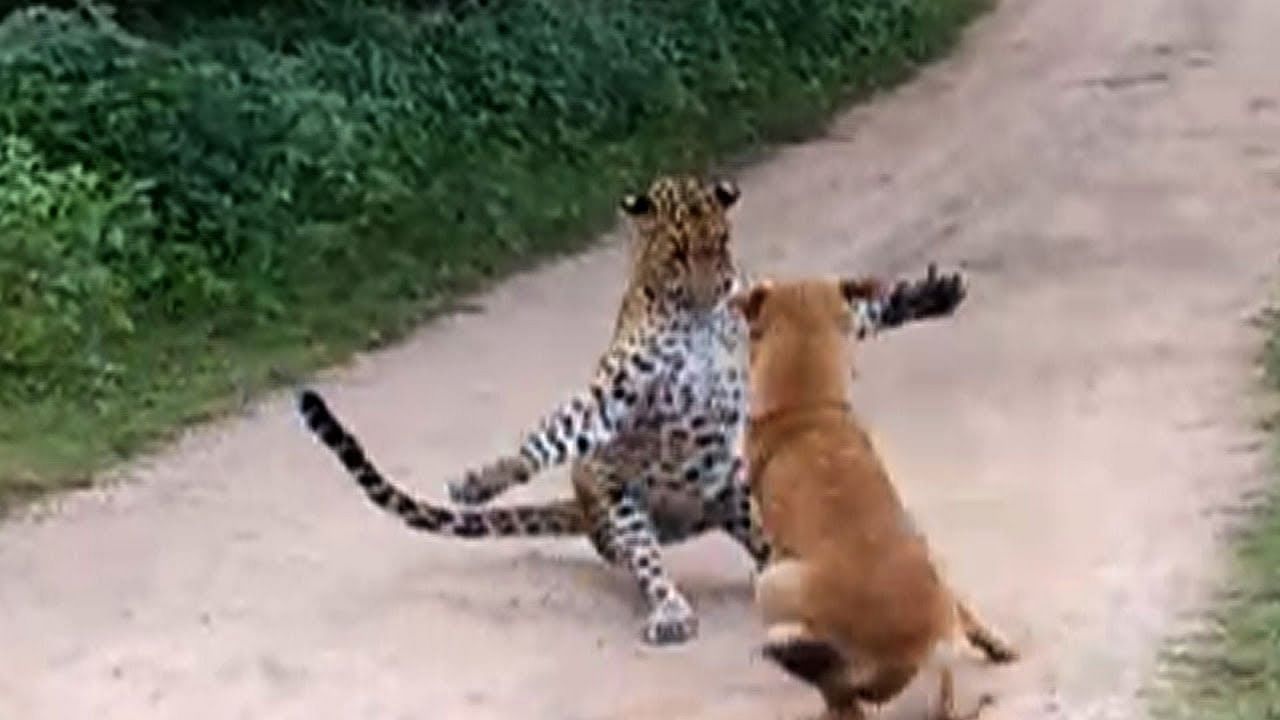 viral video of dog and leopard fight