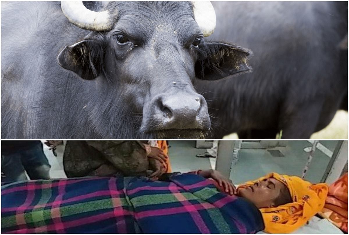Buffalo died after fell on woman in rajasthan