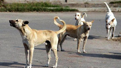 Billionaire Dogs were found in panchot village near mehsana district