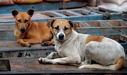 Billionaire Dogs were found in panchot village near mehsana district