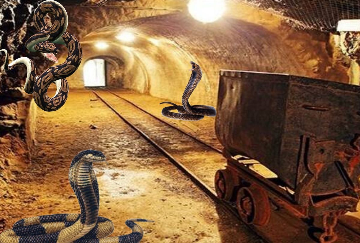 Highly Poisonous Snake found near sonbhadra gold mine