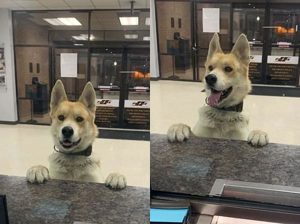 American Dog Reports Himself Missing At Police Station