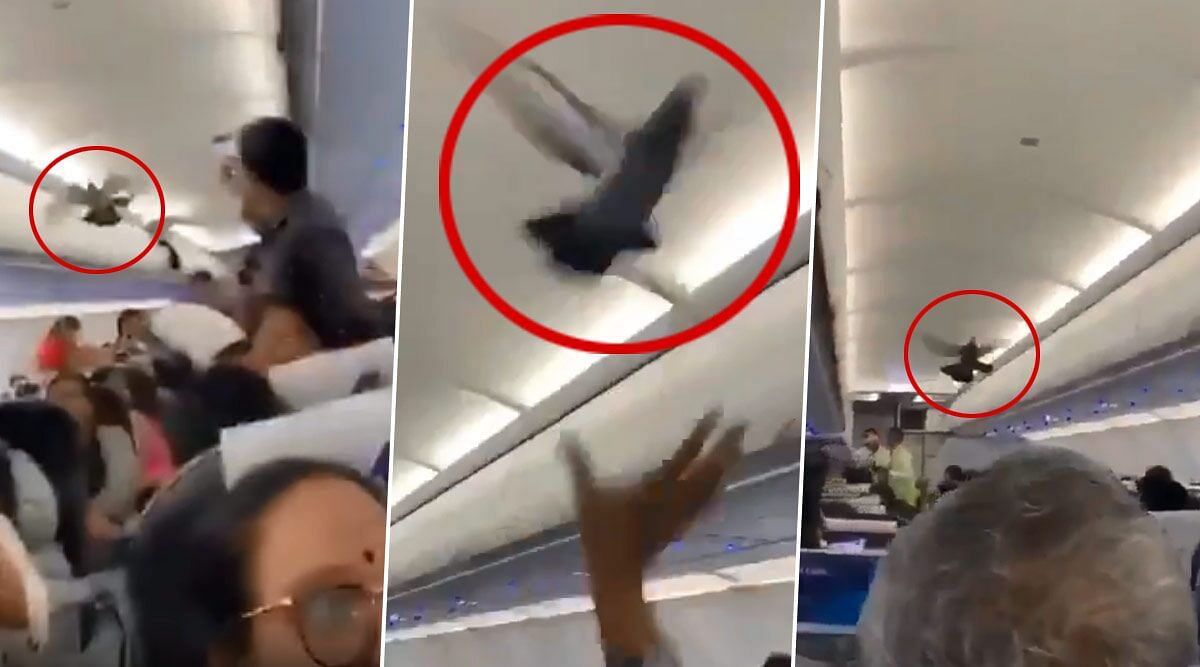 Viral video of pigeon inside flight