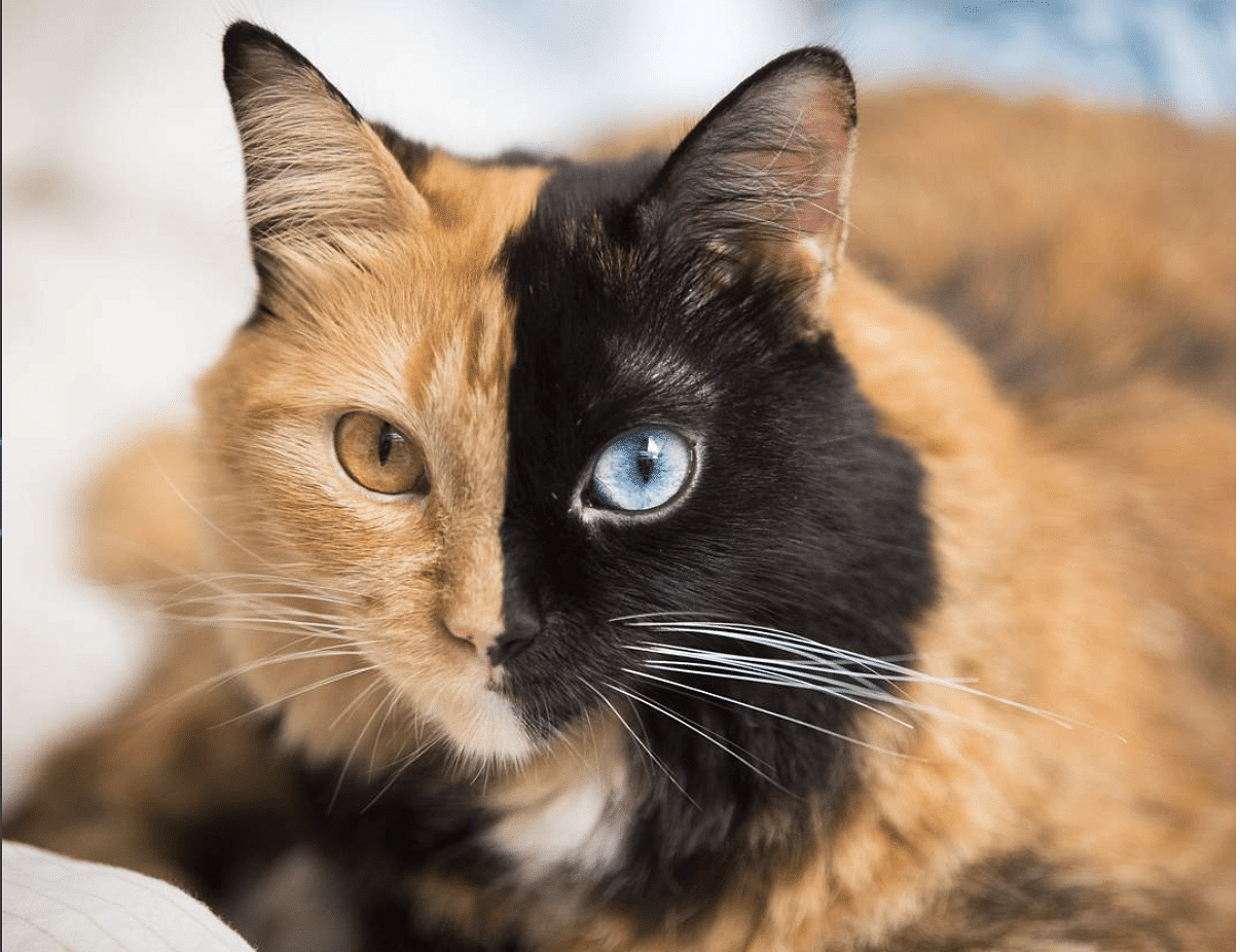 Rare but beautiful two-faced cat become internet sensation