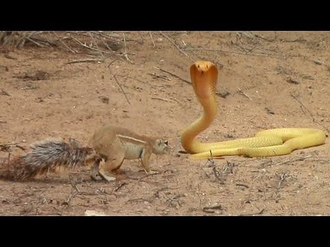 viral video of squirrel fight with cobra